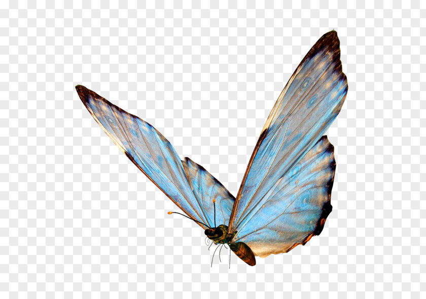 Butterfly Clip Art Image Transparency PNG