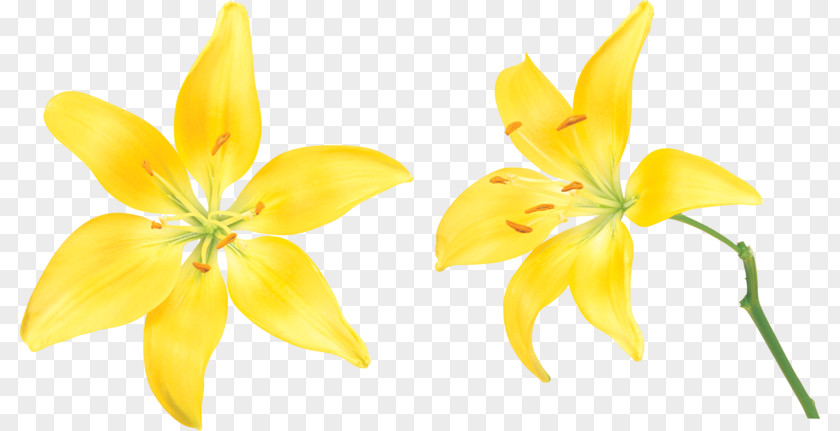 Cartoon Painted Yellow Lily Material Lilium Flower Clip Art PNG