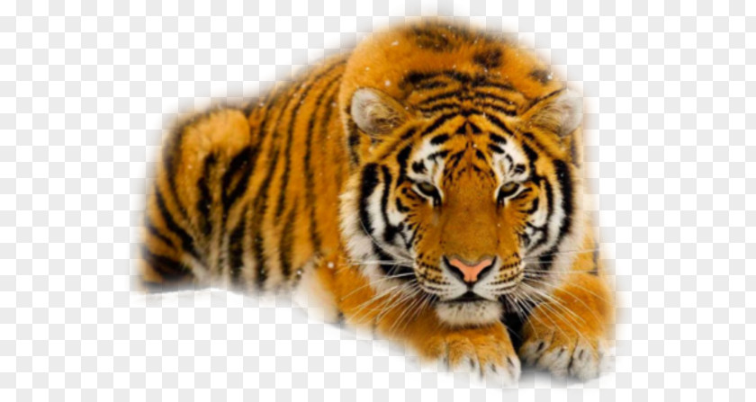 Cat Felidae Siberian Tiger South China Cheetah PNG