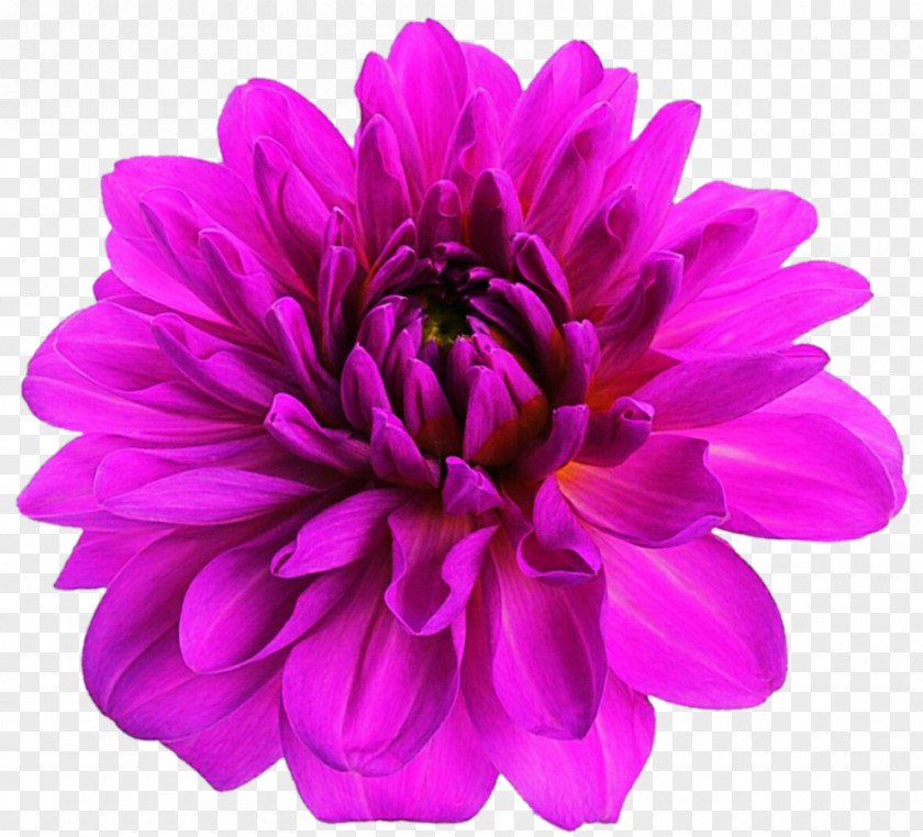 Dahlia Painting Pink Flowers Clip Art PNG