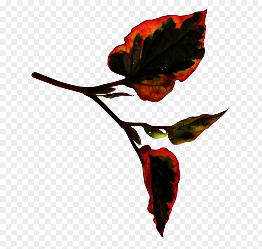 Leaf Petal Blog Tree Clip Art PNG