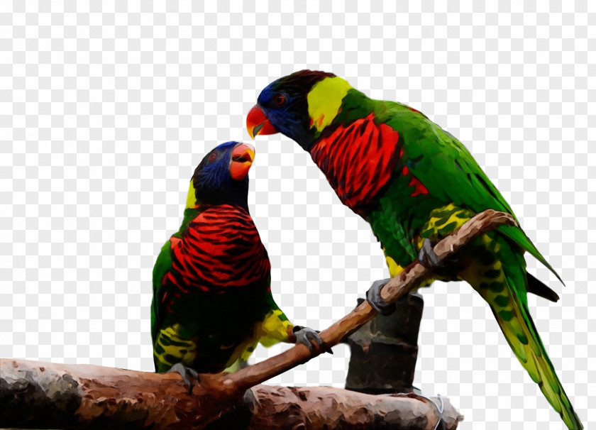 Loriini Rainbow Lorikeet Macaw Parakeet Beak PNG