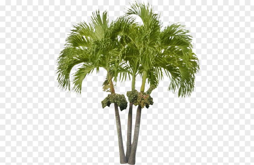 Small Tree Arecaceae Asian Palmyra Palm Attalea Speciosa Date PNG