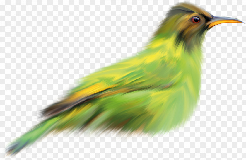 Bird Beak Finches Clip Art Coraciiformes PNG