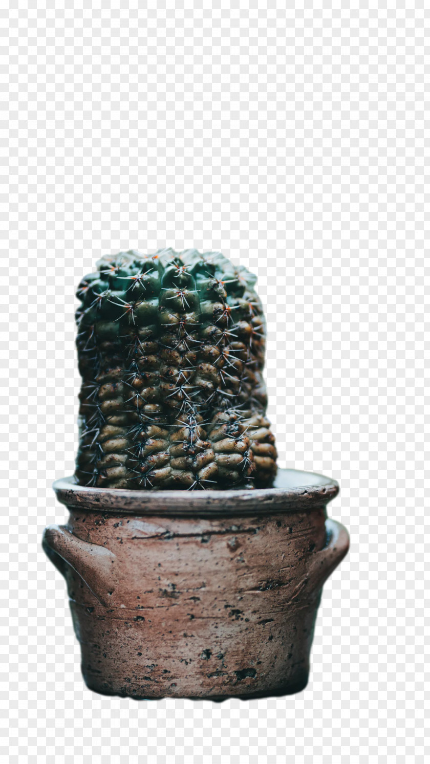 Ceramic Plants Flowerpot Citroën Cactus M Biology PNG