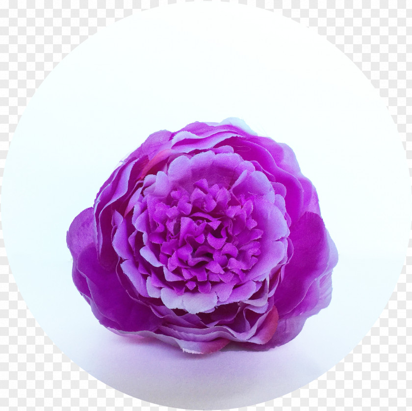 Flower Cabbage Rose Cut Flowers Peony Petal PNG