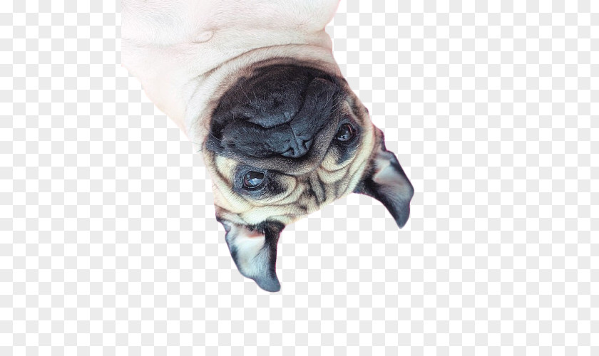 Pug IPhone 4S 6 Plus 7 Puppy PNG