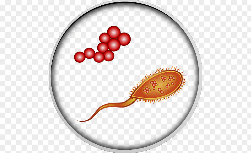 Bacteria Human Microbiota Gut Flora Flatulence Intestine PNG