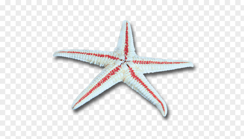 Beach Cartoon Starfish Drawing PNG