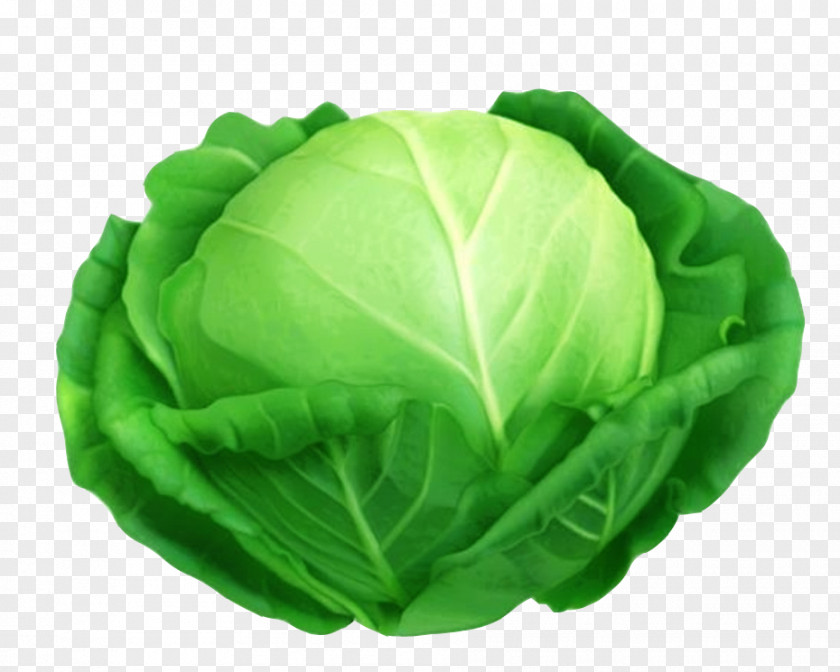 Green Cabbage Red Savoy Leaf Vegetable PNG