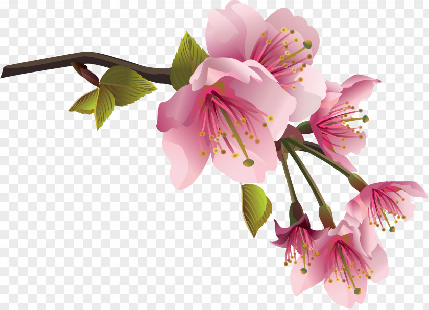 Pistachios Flower Spring Branch Clip Art PNG