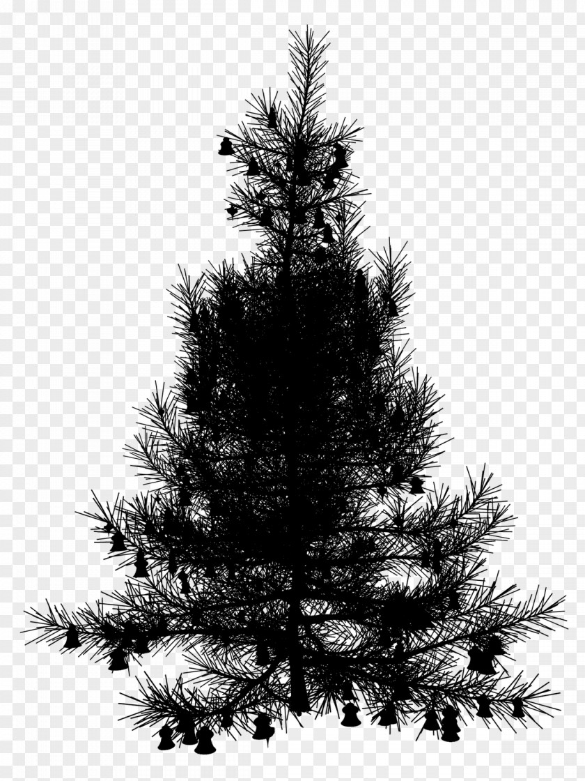 Spruce Christmas Tree Ornament Day Fir PNG