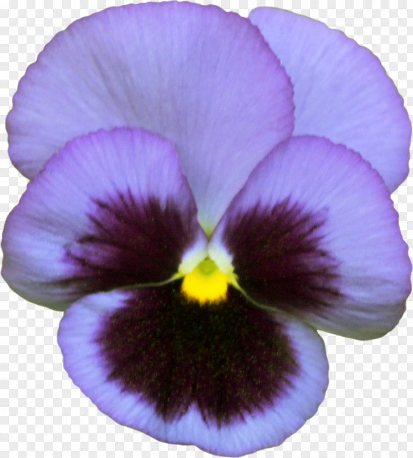 Violet Pansy Анюта Photography PNG