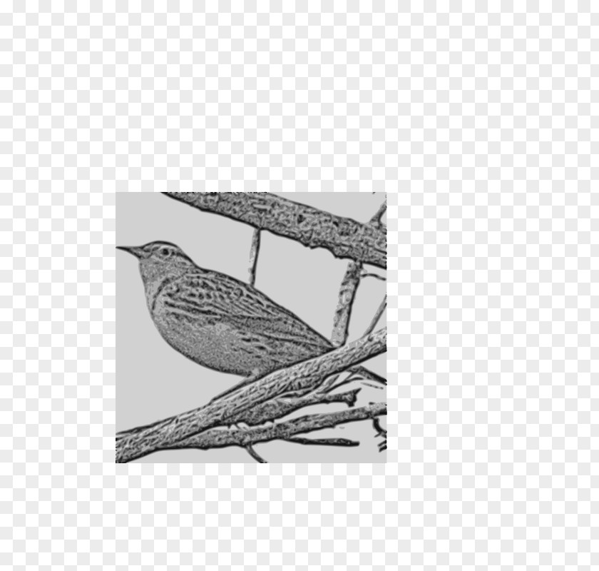 Bird Western Meadowlark State Clip Art Image PNG