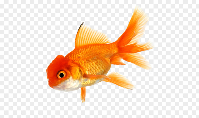 Fish Goldfish Koi Aquarium Tropical PNG