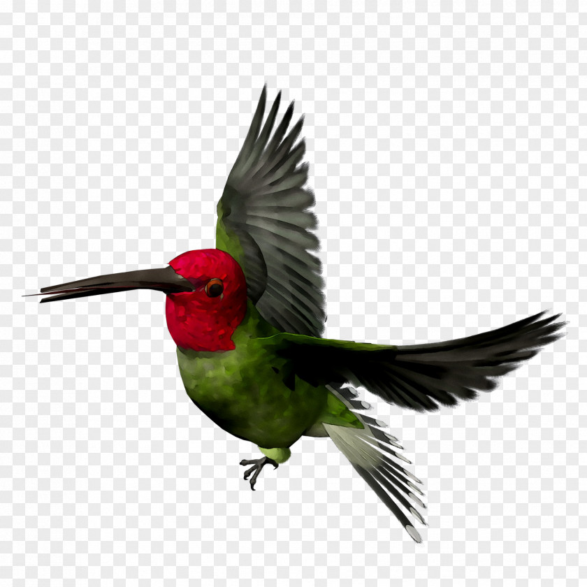 Hummingbird Beak Fauna Wing Feather PNG