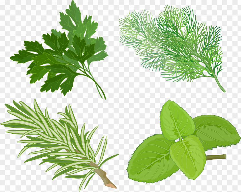 Pepermint Peppermint Herb Basil Spice Clip Art PNG
