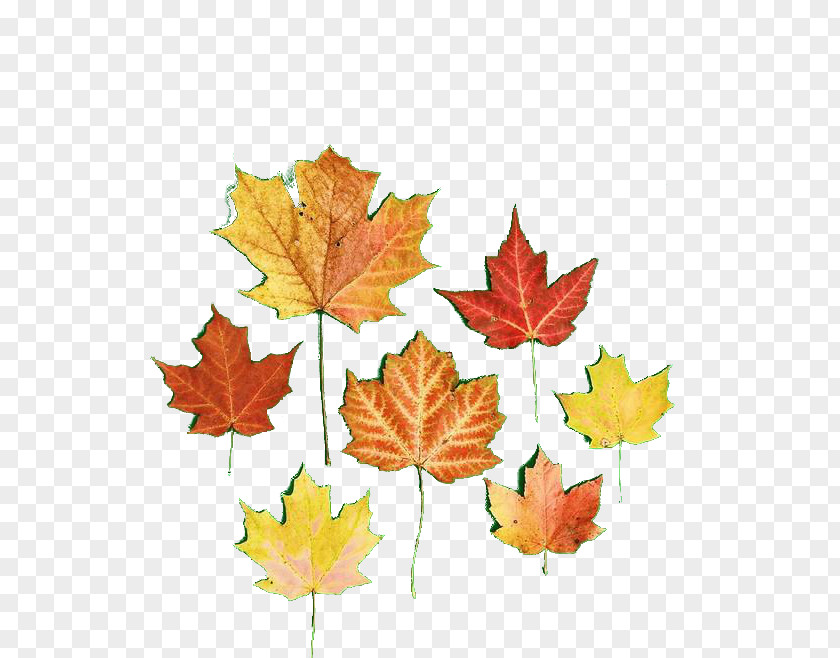 Autumn Leaves Leaf Computer File PNG