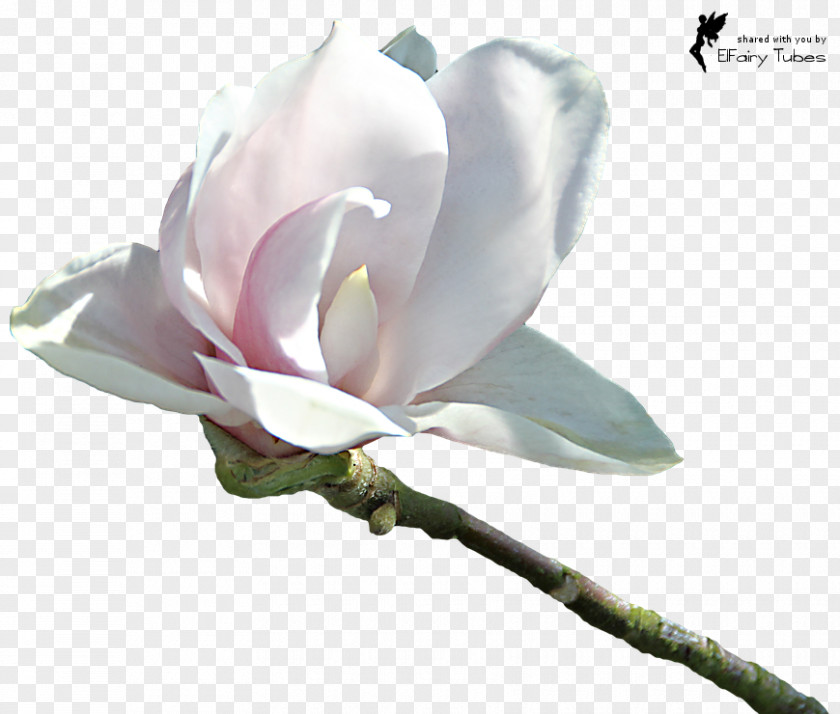 Magnolia Download Clip Art PNG