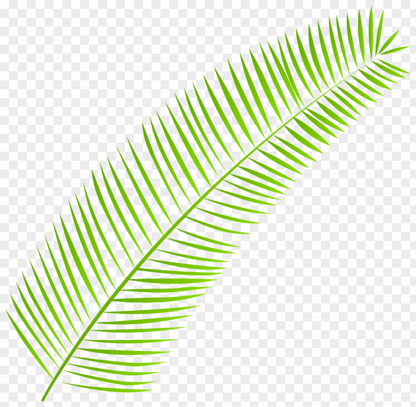 Palm Branch Palm-leaf Manuscript Clip Art PNG