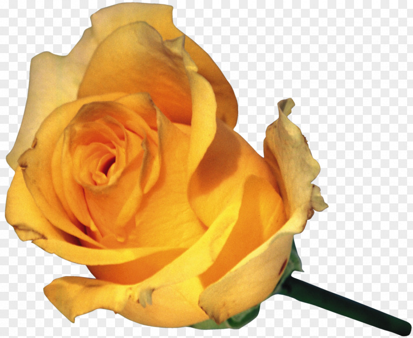 Rose Flower Garden Roses Bud Yellow Rosa Foetida PNG