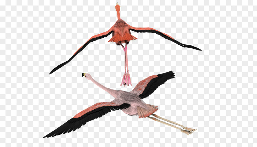 Bird White Stork Flamingo Flight Clip Art PNG