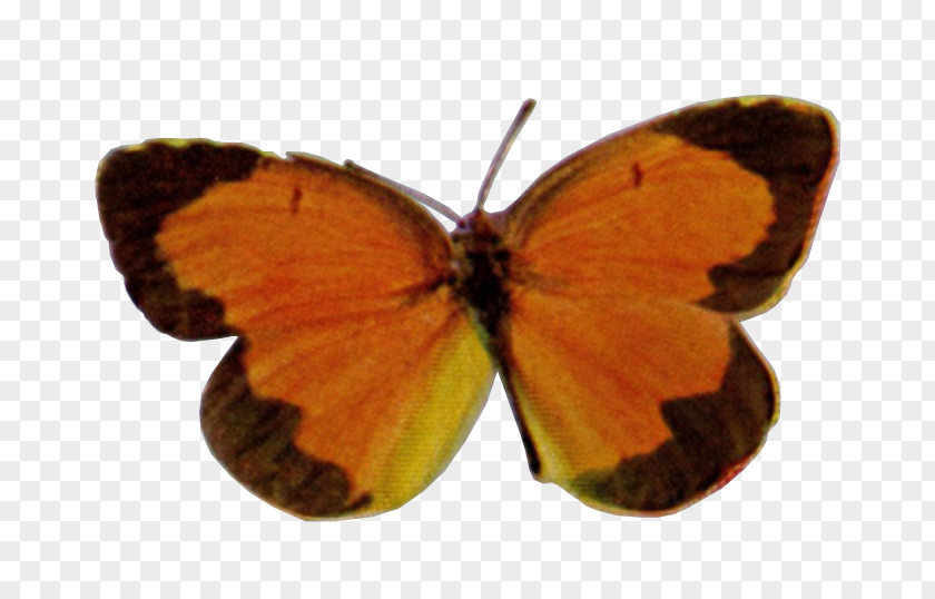 Butterfly Clouded Yellows Brush-footed Butterflies Gossamer-winged Moth PNG