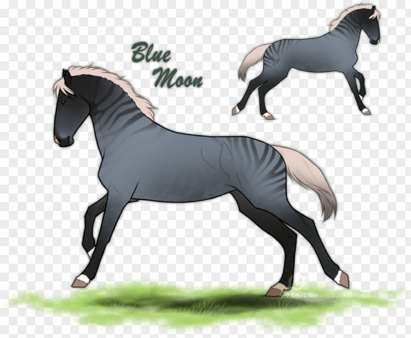 Mustang Mare Stallion Rein English Riding PNG