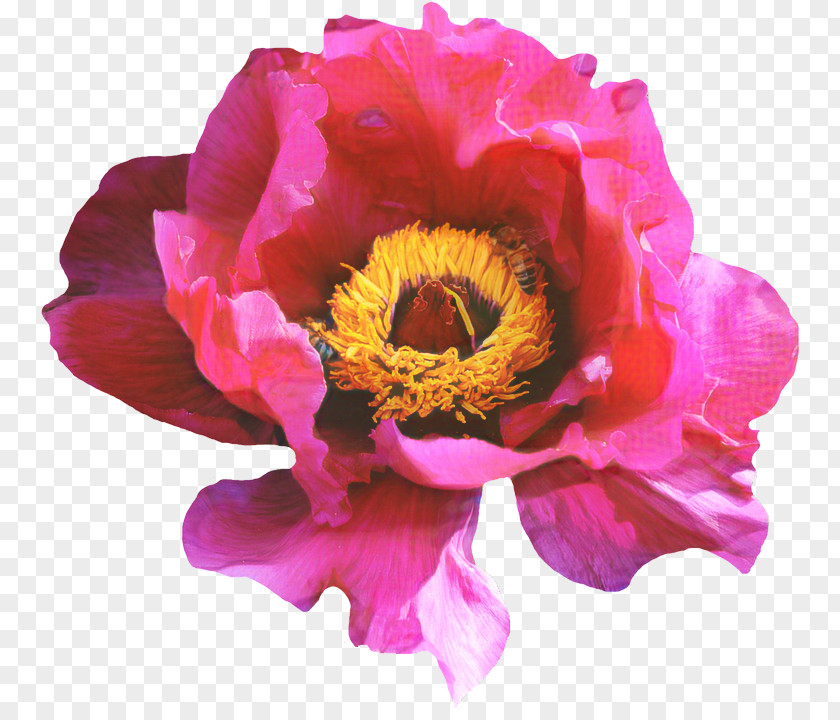 Rose Flower Blossom Peony Pink PNG