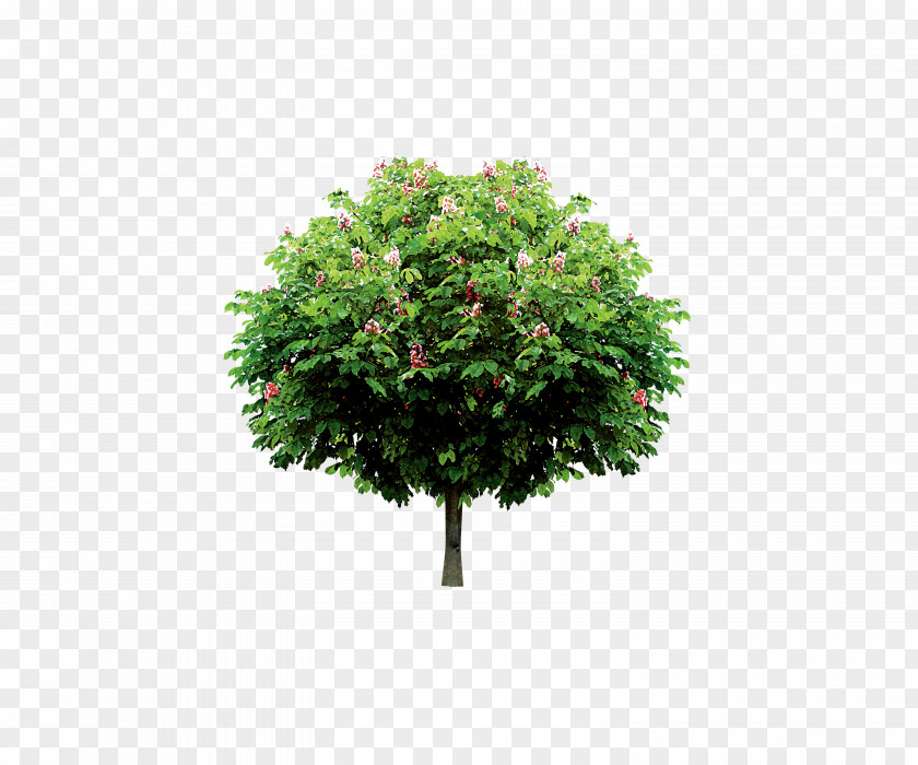 Tree Branch Trunk Icon PNG