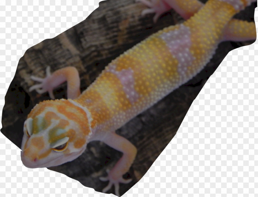 Albino Gecko PNG