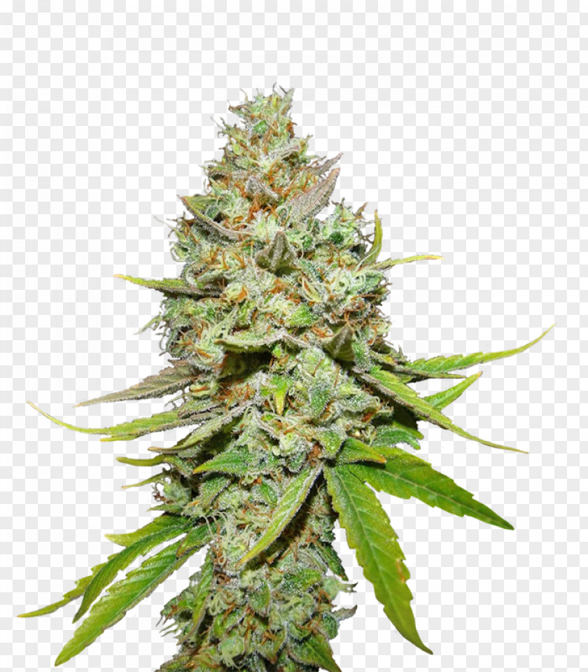 Cannabis Seed Company Feminized Bank PNG