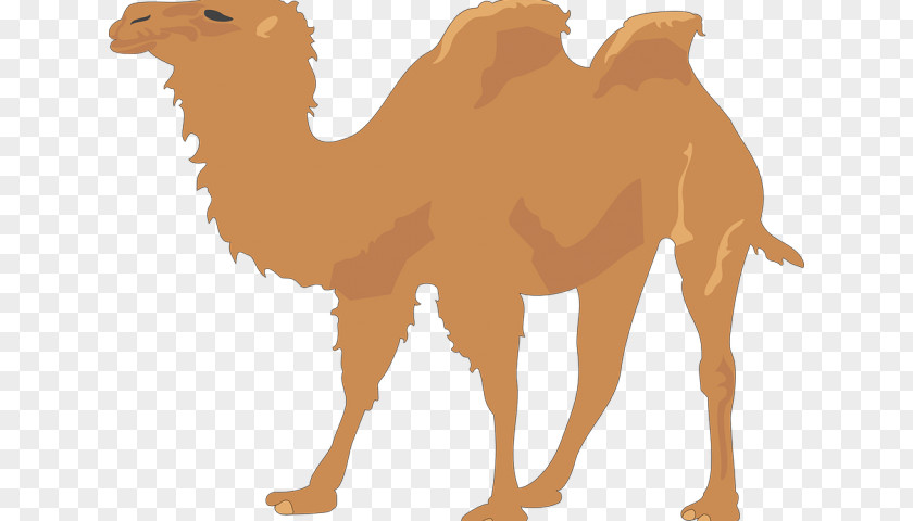 Desert Fig Camel Clip Art Vector Graphics Illustration PNG