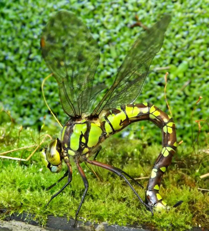 Dragonfly Southern Hawker Insect Ovipositor Arthropod PNG