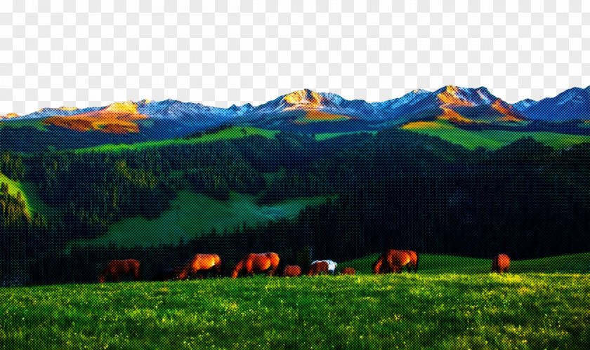 Grassland Biome Mongolian-manchurian Steppe Vegetation PNG