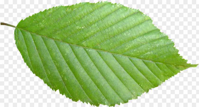 Green Leaves Stock Photography Leaf Tree PNG