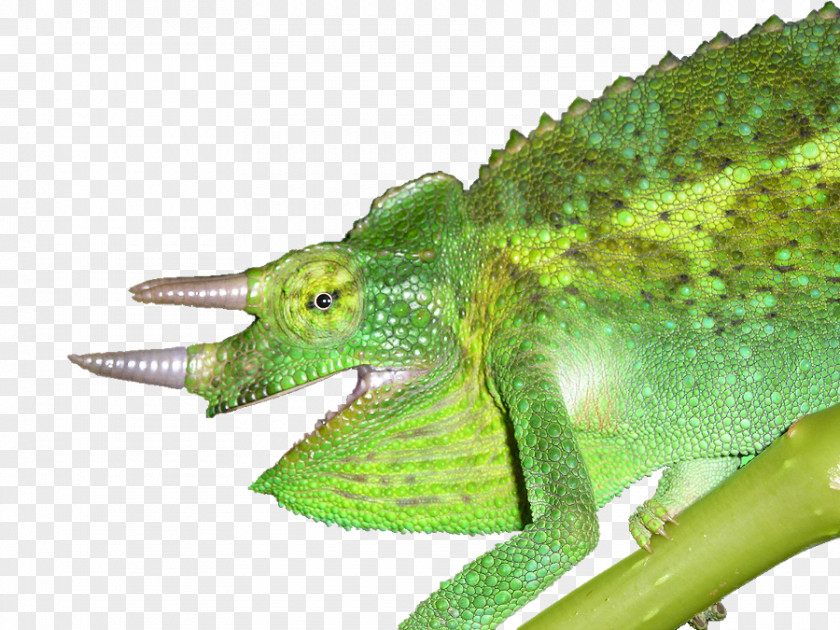 Lizard Chameleon, Chameleon Reptile Common Panther PNG