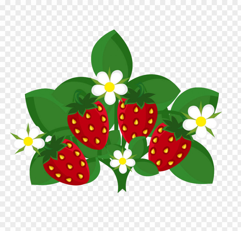Vector Illustration Strawberry Fruit Euclidean PNG