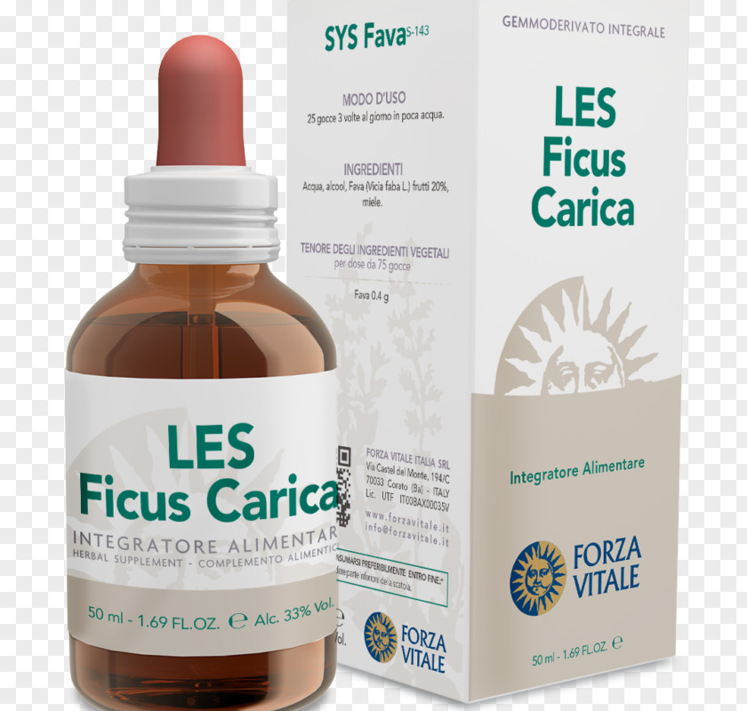 Ficus Carica Dietary Supplement Herbalism Phytotherapy Coneflower Food PNG