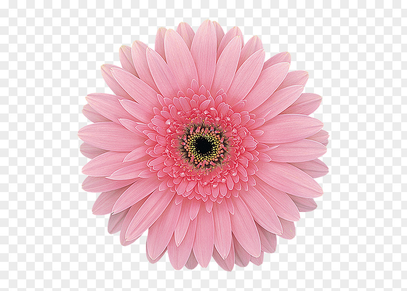 Flower Transvaal Daisy Common Family Floral Design PNG