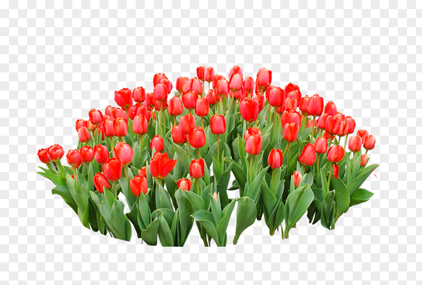 Red Tulips Tulip Flower PNG