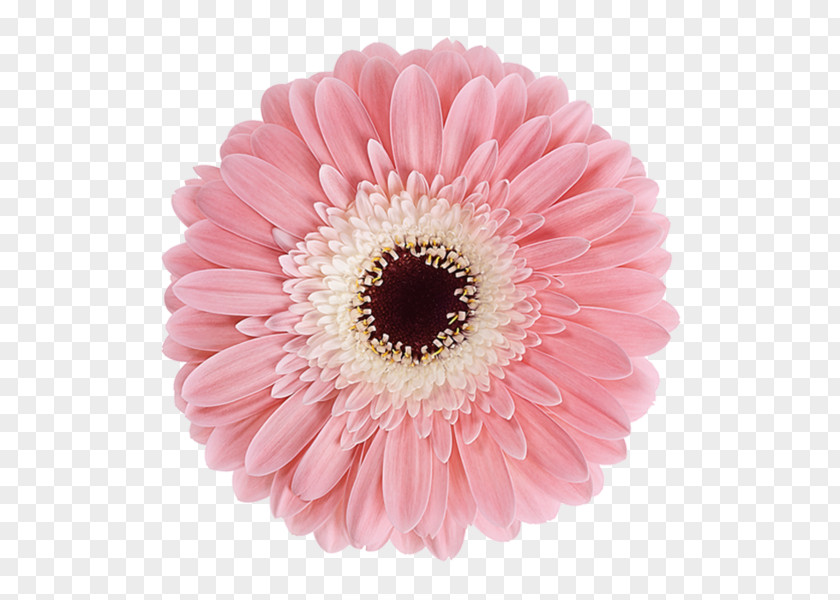 Rose Transvaal Daisy Cut Flowers Chrysanthemum PNG