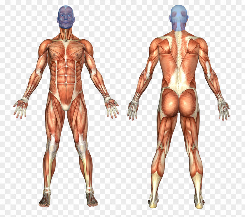 The Pleasing Muscles Of Water Muscular System Human Body Anatomy Muscle PNG