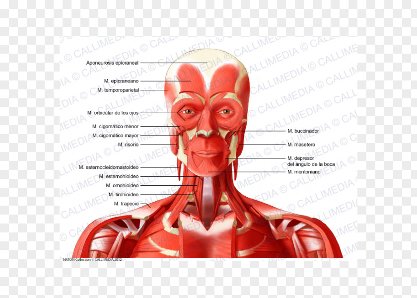 Face Neck Vein Head Artery Muscle PNG