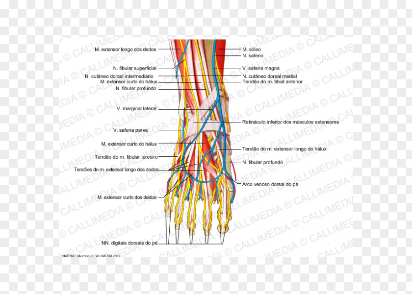 Foot Human Body Anatomy Intermediate Dorsal Cutaneous Nerve PNG