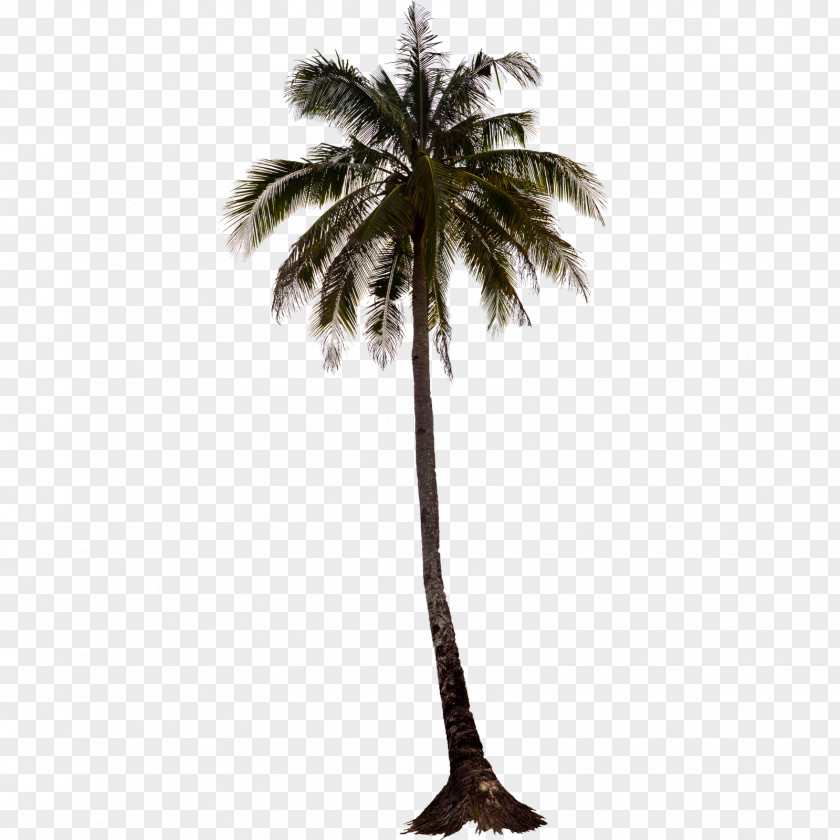 Palm Tree IPhone 5s Arecaceae PNG