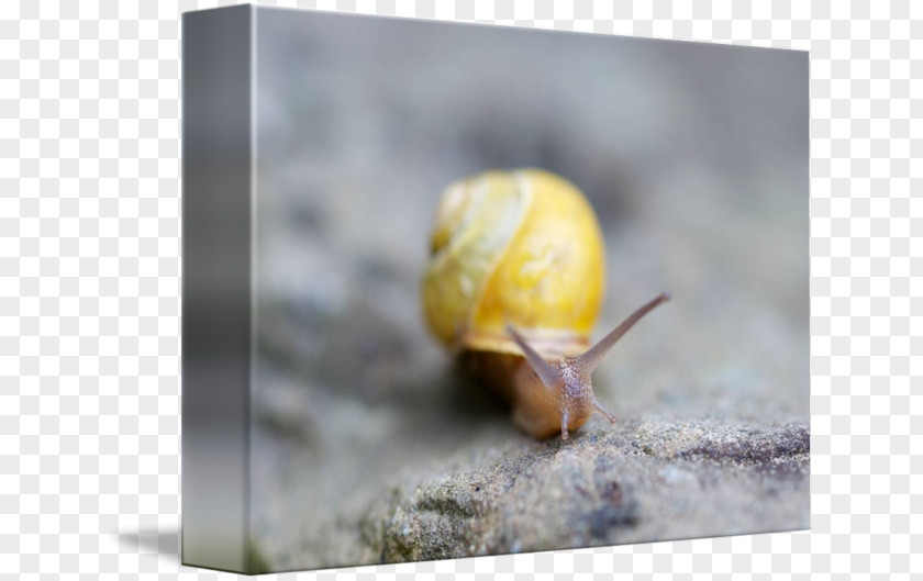 Snail Insect PNG