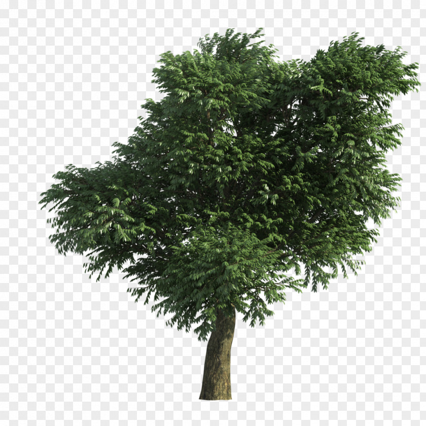 Tree Branch Light PNG