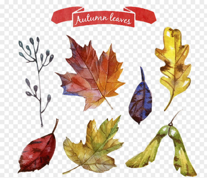 Autumn Leaves Painted Design Vector Material Leaf Color Maple PNG