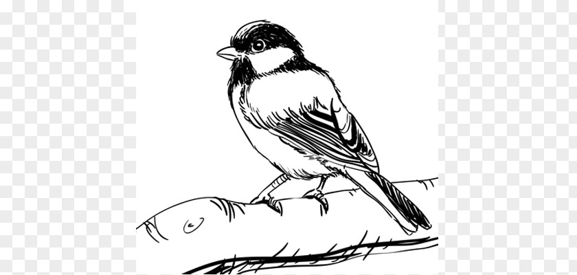 Bird House Sparrow Drawing Birds Sketch PNG